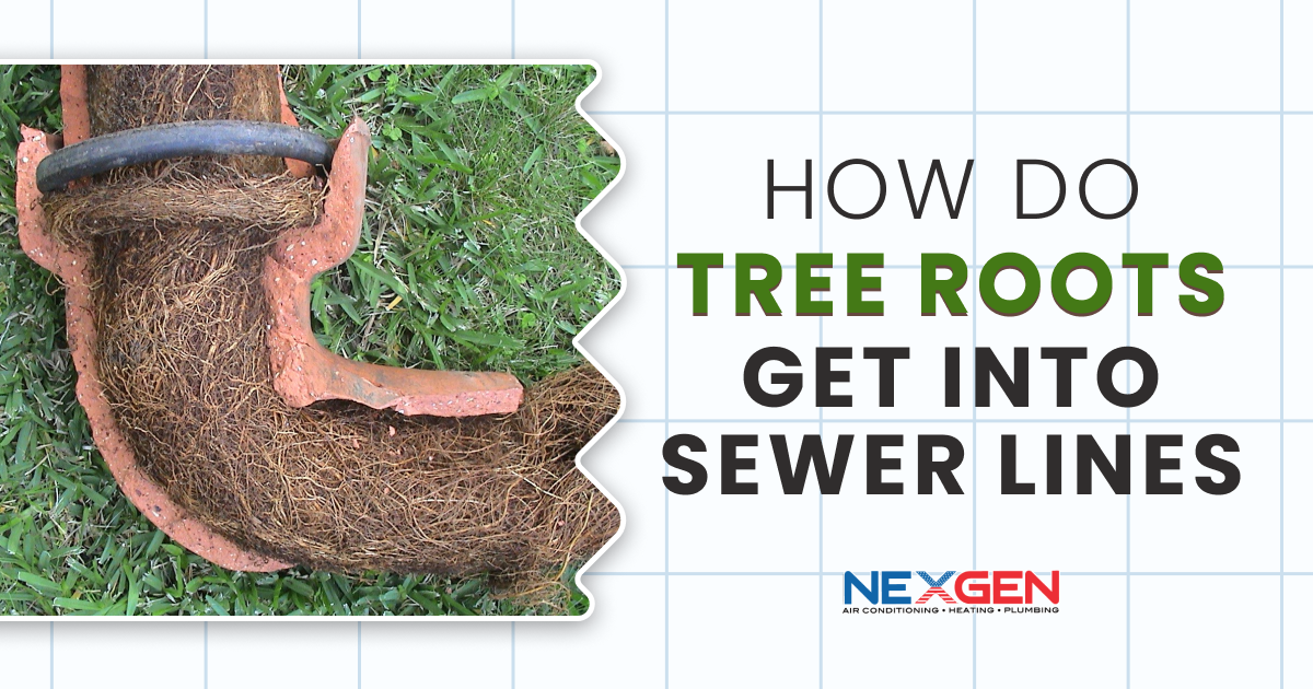 NexGen How Do Tree Roots Get Into Sewer Lines
